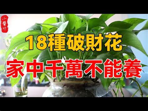 萬年青開花風水|【萬年青會開花嗎】萬年青竟然也會開花？20年首次現花苞，專家。